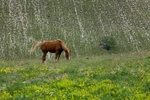 Horse in meadow