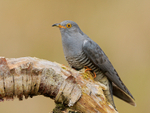 Cuckoo (male) portrait, Scotland
