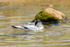 avocet Recurvirostra avosetta-5603