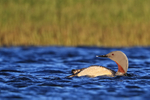 Red-throated Diver with feather, Floi, Iceland
