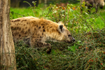 Spotted Hyena