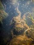 A male common toad in amplexus with the much larger female. Males ofte