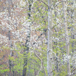 SPRING EDGE - NORFOLK COUNTY