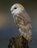 BARN OWL / REF BO 4