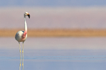 Andean Flamingo standing upright, Chile
