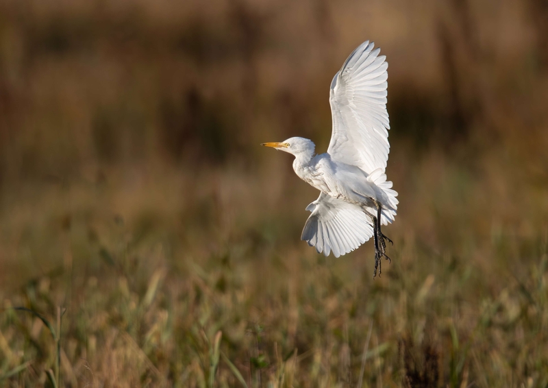 Cattle Egret - St Aidan's RSPB reserve - Leeds