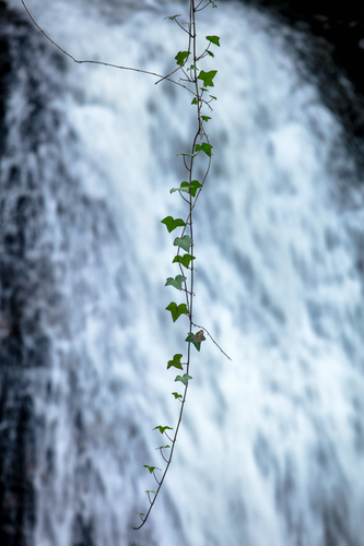 Trailing ivy against the backdrop of Spooyt Vane waterfall