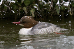 Goosander (female) in the snow