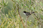 Sardinian Warbler portfolio