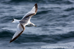 SBG022: Juvenile Kittiwake