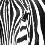 Zebra Barcode...