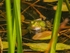 Edible Frog