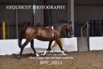 BPP_0911