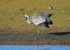 Common Crane