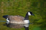 Canada Goose