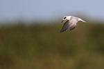 Forster's Tern hovering wings down, Viera Wetlands, Florida