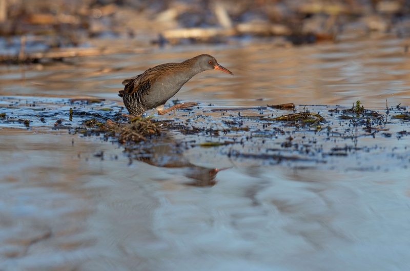 Water Rail - Leighton Moss RSPB
