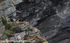 SBA002: Puffins on a ledge