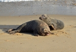 Atlantic Grey Seals