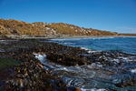 Kelp forest