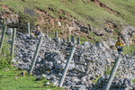Ilam-539