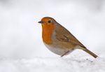 Robin