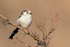 Long-tailed Tit  1901-17584