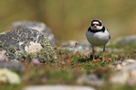 Ringed Plover on St Martin's