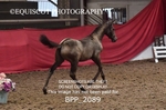 BPP_2089