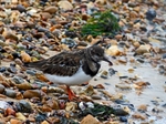 Turnstone