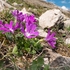 Dwarf primula (Primula minima) also Least primrose