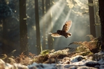 pr113 WInter Hunt of a Tawny Owl