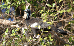 White-throated Pipping -Guan