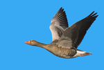 Greylag
