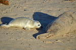 Atlantic Grey Seal