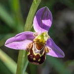 Bee Orchid (Ophrys apifera) an insect mimic and the only one of the genus that is self-pollinated.