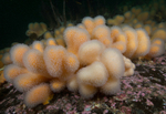 Alcyonium digitatum