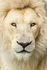 Mkulu (White Lion)