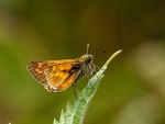 July 2022 - Large Skipper