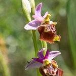 Apulian Ophrys (Ophrys fuciflora ssp apulica  also O. holoserica ssp apulica and O. apulica)