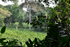Marantaceae forest