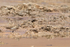 Baird's Sandpiper, Quepiaco, Antofagasta, Chile