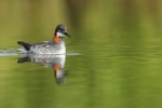 Red-necked Phalarope reflection, Iceland