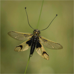 Gold-Digital-Neil Thomas-Owlfly