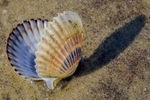 Beached Beauty