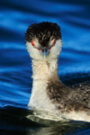 Slavonian Grebe head-on view, Farmoor Resrvoir
