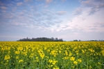 <center>Fields of Yellow</center><br>