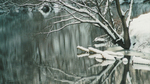 MirrorTree20072