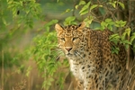 North Chinese Leopard - Atara (WHF)