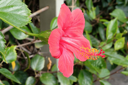 Red Hibiscus Flower